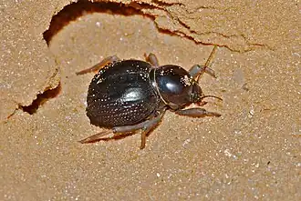 Toktokkus vialis