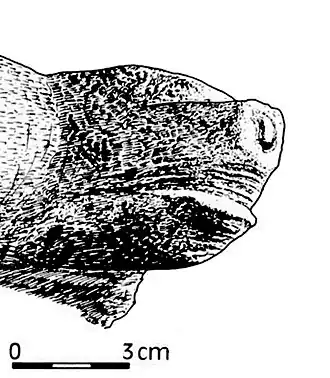 Фигурка головы медведя, вырезанная из второго позвонка шерстистого носорога. Стоянка Толбага, 34 860 лет до н. э.