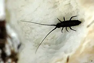 Pogonognathellus longicornis (Tomoceridae)