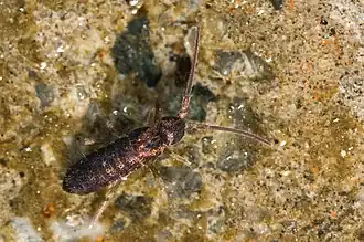 Коллембола Tomocerus minor