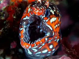 Enchelycore pardalis