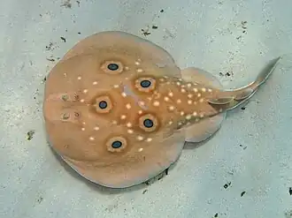 Глазчатый электрический скат(Torpedo torpedo)