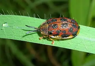 Щитоноска Epistictina reicheana