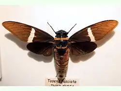 Tosena fasciata