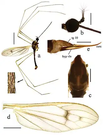 Toxorhina fuscolimbata