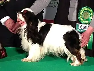 Кинг-чарльз-спаниель