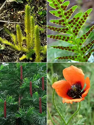 Сверху:Ликоподиелла заливаемая (Плауновидные), Многоножка обыкновенная (Папоротниковидные);
Снизу:Воллемия благородная (Голосеменные), Мак аргемона (Покрытосеменные)