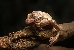 Прибрежная жабовидная квакша