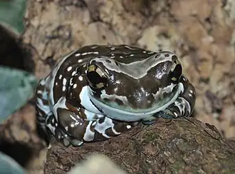 Trachycephalus resinifictrix