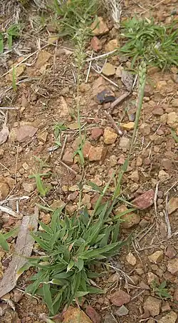 Трагус австралийский