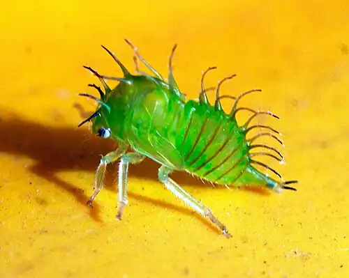 Нимфа Stictocephala sp.