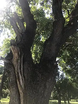 Дуб в Летяжевском парке