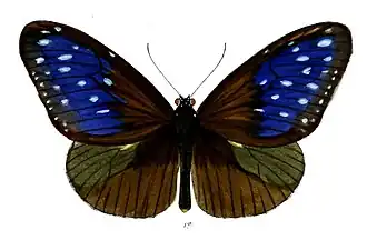 Euploea mulciber