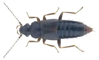 Trichophya pilicornis