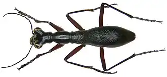 Жук Tricondyla punctulata