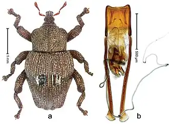 Trigonopterus alaspurwensis