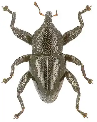 Trigonopterus angustus
