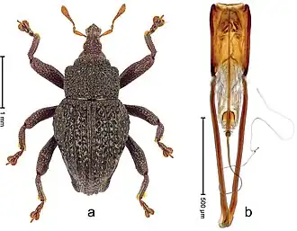 Trigonopterus duabelas