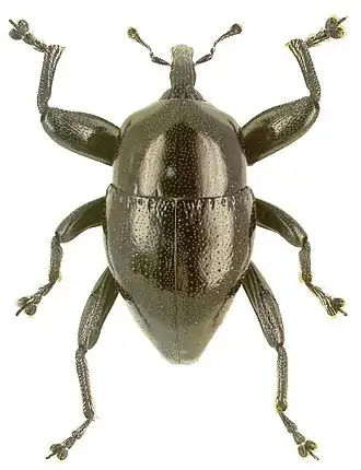 Trigonopterus durus