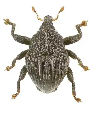Trigonopterus edaphus