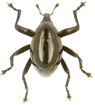 Trigonopterus glaber