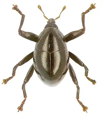 Trigonopterus granum