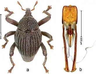 Долгоносик Trigonopterus kintamanensis и гениталии, шкала = 1,0 и 0,5 мм