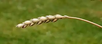 Спельта — выращиваемый издревле вид полбы.