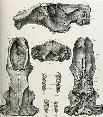 Trogontherium cuvieri