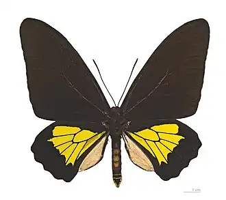 Самец подвида Troides oblogomaculatus papuensis из провинции Моробе, Папуа-Новая Гвинея.