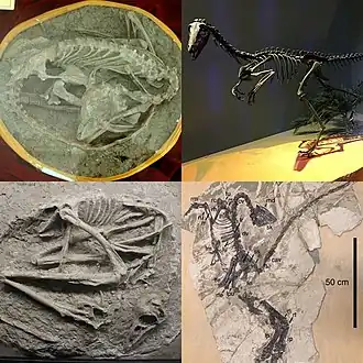 Разнообразие троодонтид, слева направо.1-й ряд: мэй, неназванный аляскинский троодонтид; 2-й ряд:  Sinovenator, Jianianhualong[англ.].