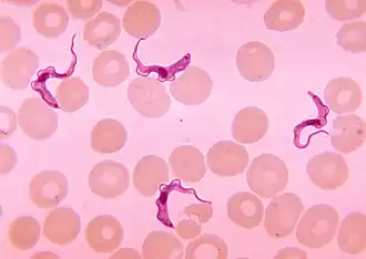 Метациклическая трипомастиготная форма в мазке крови