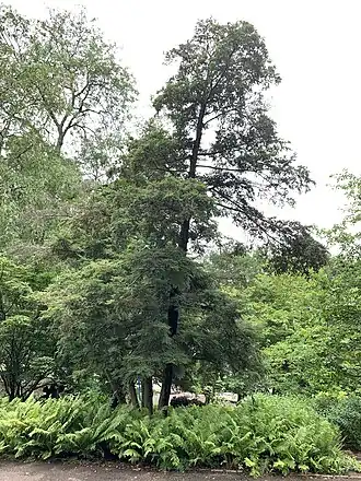 Общий вид растения, Филадельфия, США