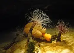 Ceriantharia в аквариуме бухты Монтерей