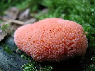 Псевдоэталий Tubifera ferruginosa