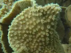 Turbinaria reniformis