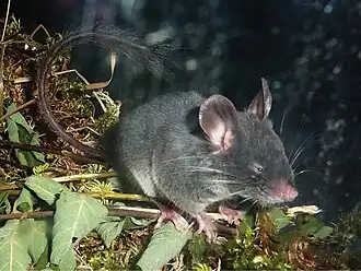 Китайская роющая соня