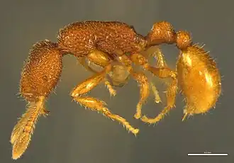 Tyrannomyrmex alii