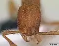 Голова муравья Tyrannomyrmex dux
