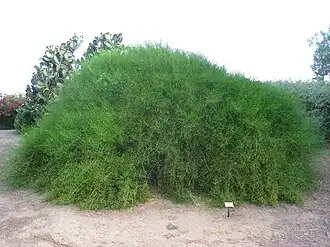 Хвойник двуколосковый. Типовой вид рода