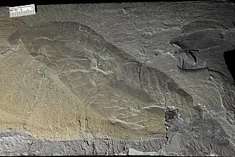 Голотип Thaumaptilon walcotti Conway Morris, 1993