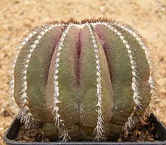 Uebelmannia pectinifera