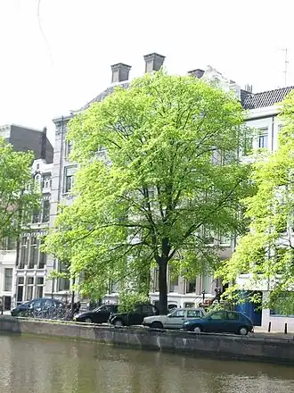 Общий вид растения