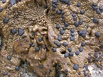 Умбиликария северная (Umbilicaria hyperborea)