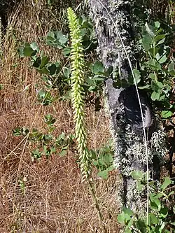 Umbilicus heylandianus