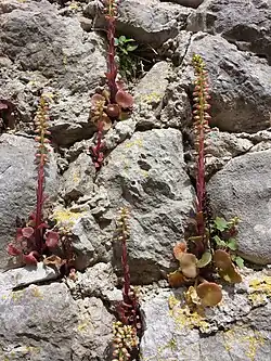 Umbilicus horizontalis