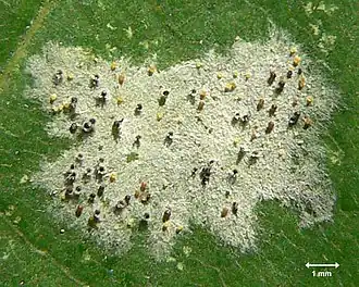 Sawadaea tulasnei на листе клёна