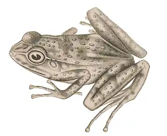 Crossodactylus gaudichaudii