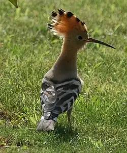 Upupa con cresta aperta