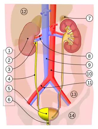 1. Мочевыделительная система человека: 2. почка 3. почечная лоханка 4. мочеточник 5. мочевой пузырь 6. мочеиспускательный канал.
7. надпочечник
Сосуды: 8. почечная артерия и вена 9. нижняя полая вена 10. брюшная аорта 11. общая подвздошная артерия и вена
Прочее: 12. печень 13. толстая кишка 14. таз